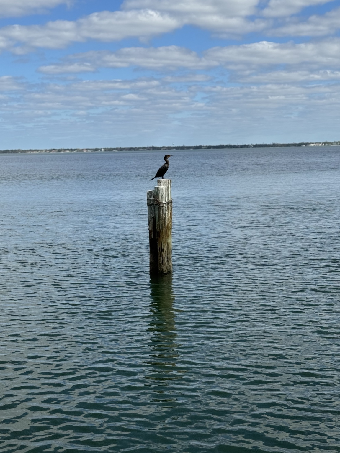Coastal bird beside the water on Longboat Key