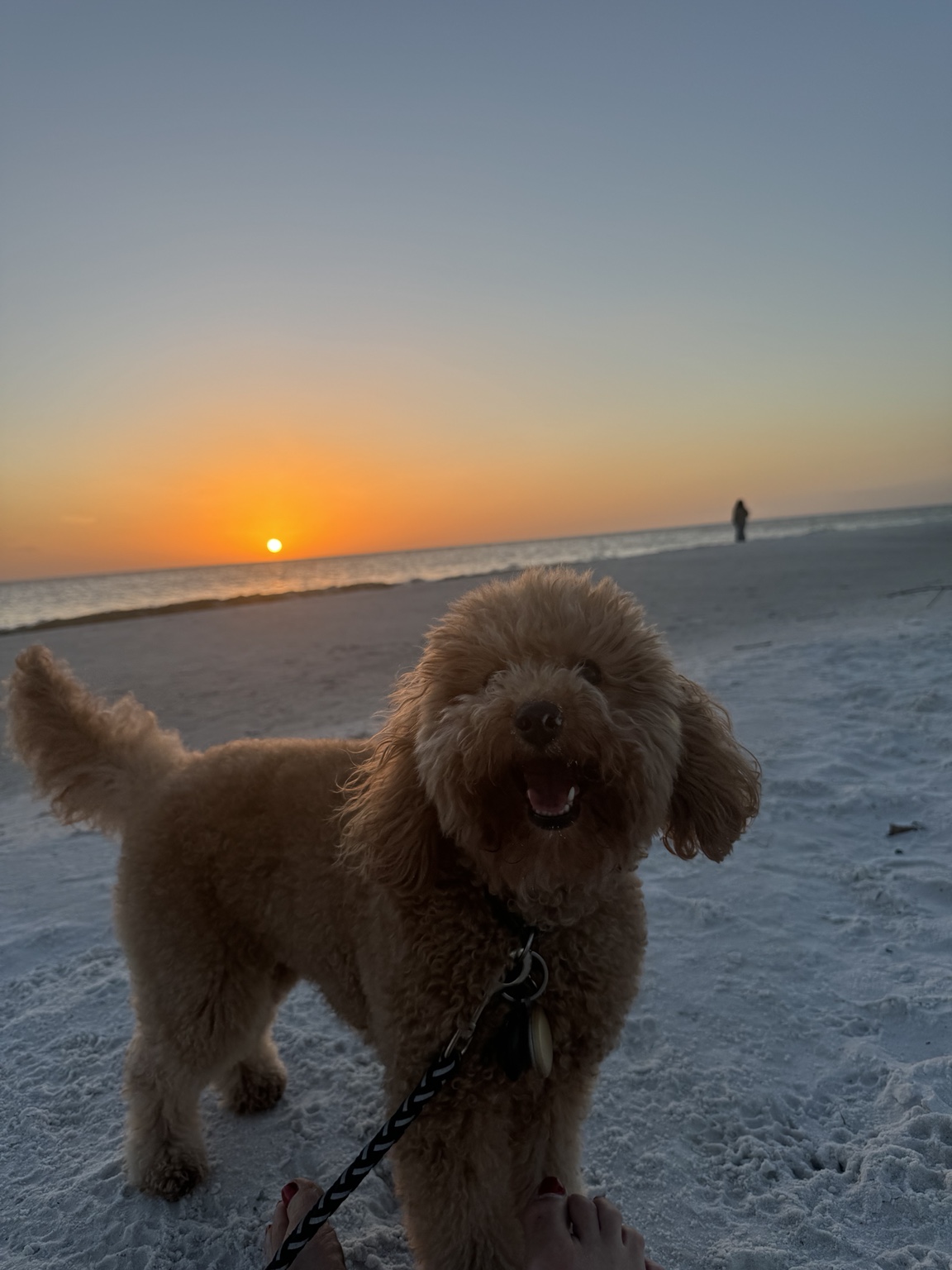 Stella standing on the sand at sunset