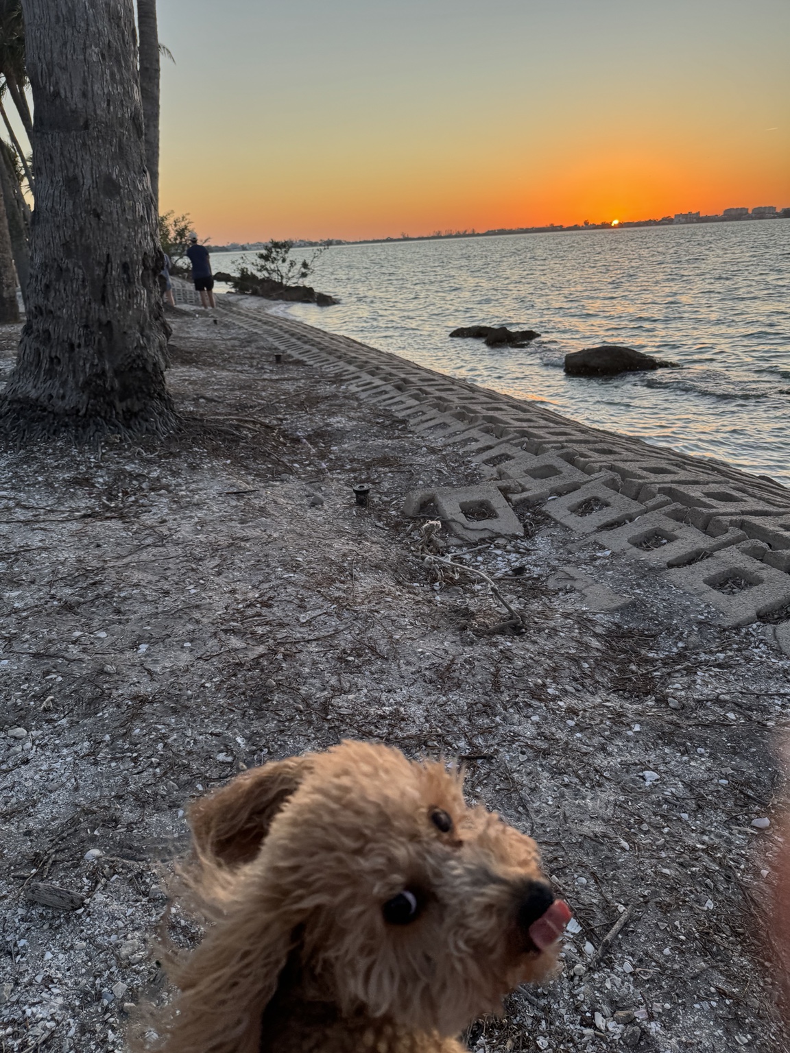 Stella at Bird Key during sunset over Sarasota Bay