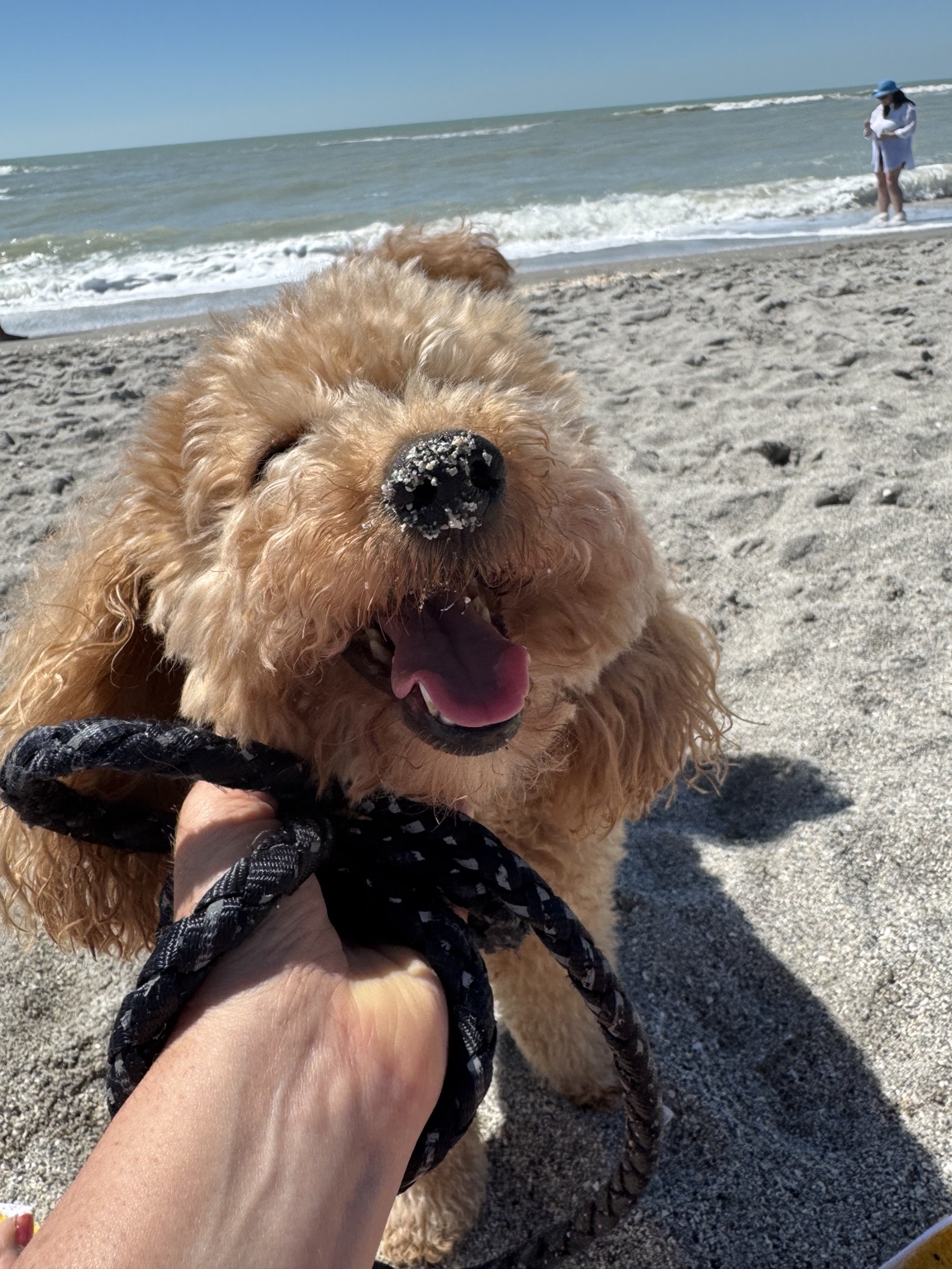 Stella smiling on the sand with a delightfully sandy nose