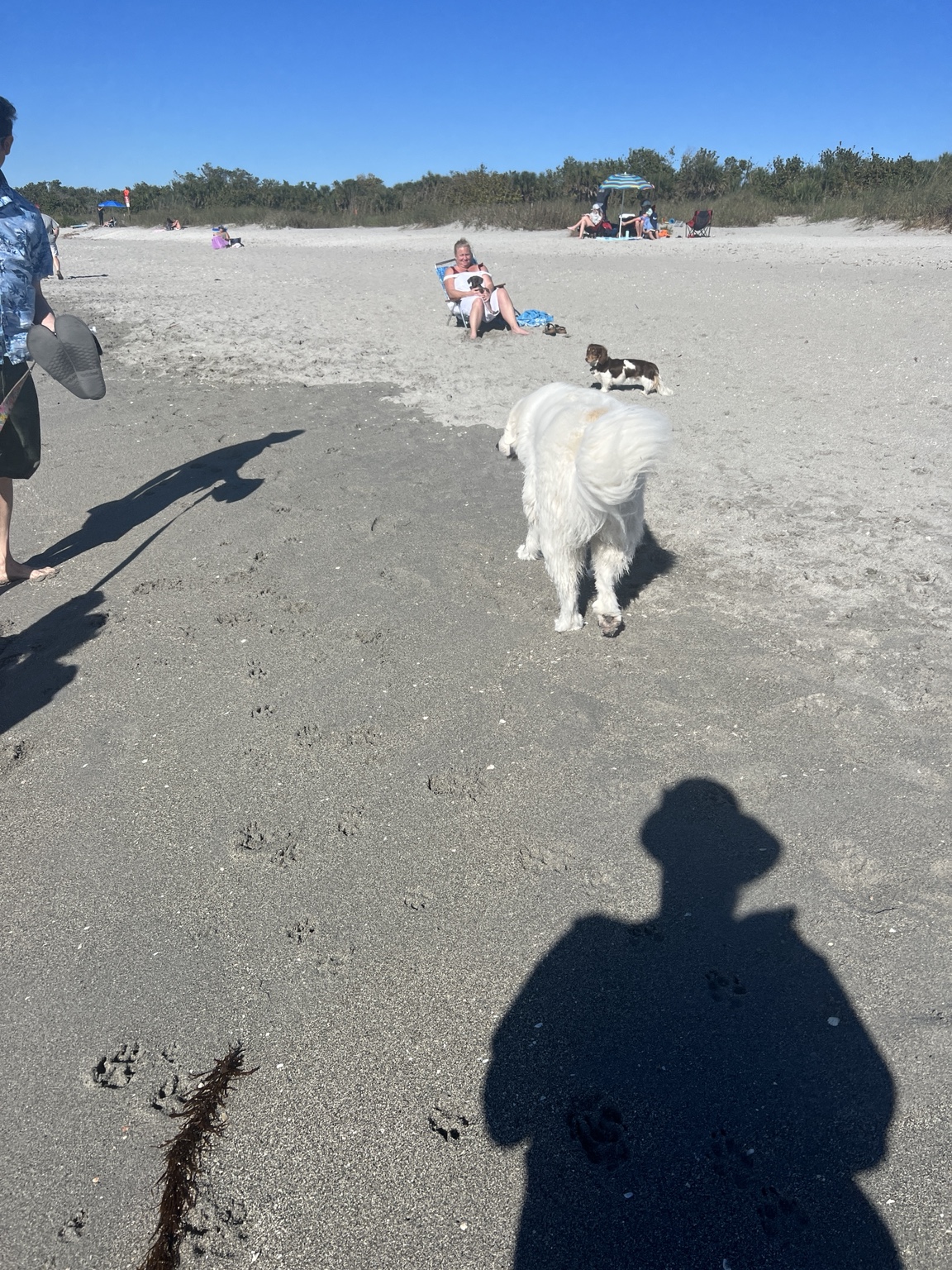 Dogs running toward the Gulf at Brohard Paw Park in Venice