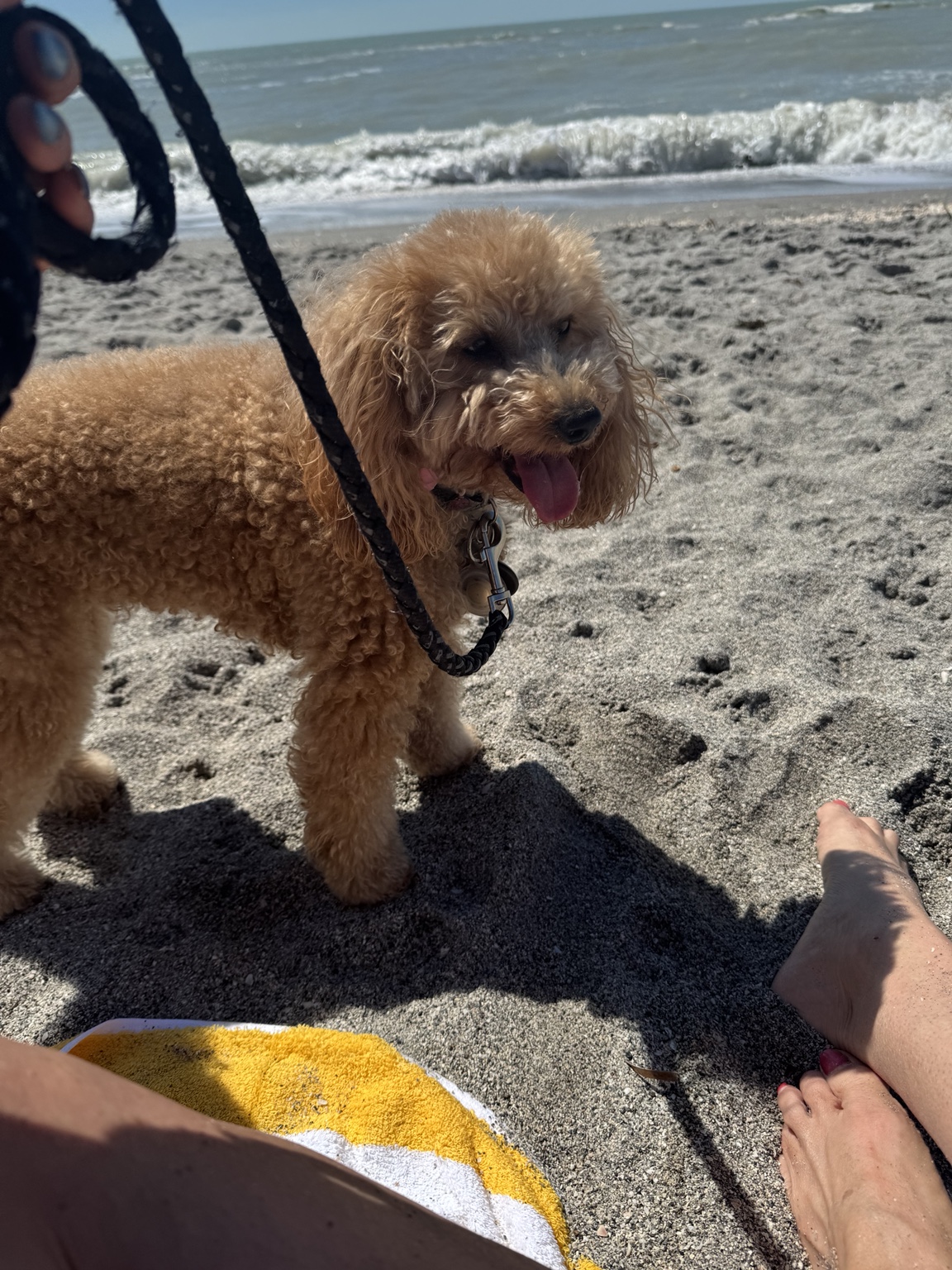 Stella smiling on the sand at Brohard Paw Park