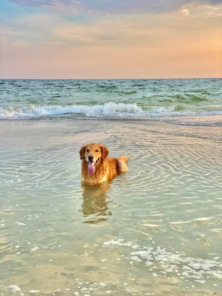 sarasota dog friendly beaches