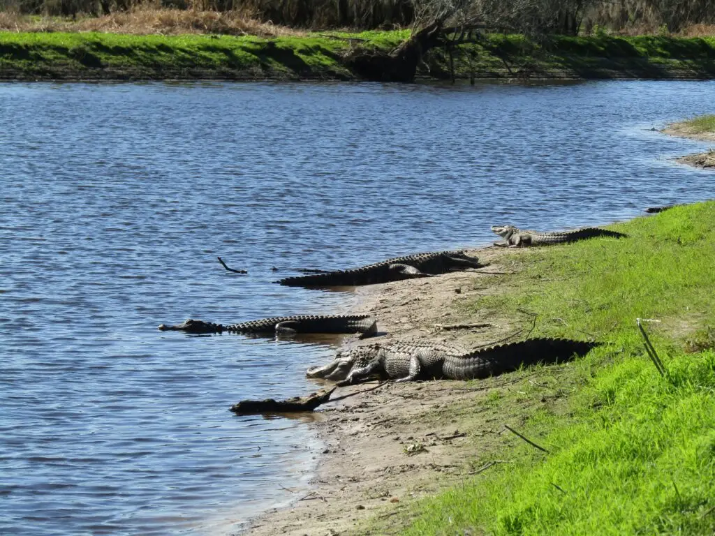 Myakka River State Park, Family friendly things to do in Sarasota,Sarasota is great for families