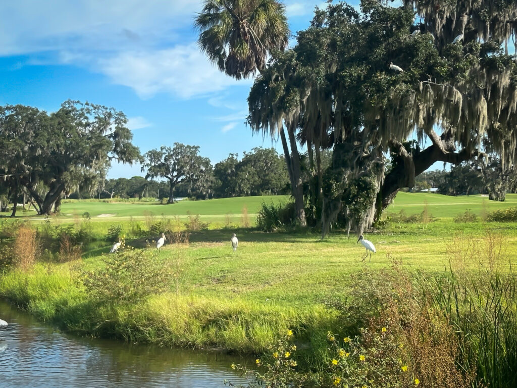 best public golf courses in Sarasota, public golf in Sarasota, Sarasota public golf